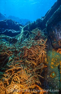Debris, wreck of F/V Jin Shiang Fa, Rose Atoll National Wildlife Sanctuary