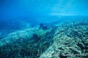 Keel scar caused by F/V Jin Shiang Fa to coralline algae reef, Rose Atoll National Wildlife Sanctuary