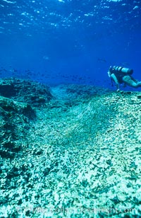 Keel scar caused by F/V Jin Shiang Fa to coralline algae reef, Rose Atoll National Wildlife Sanctuary