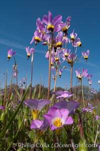 Shooting stars, a springtime flower, blooming on the Santa Rosa Plateau, Dodecatheon clevelandii, Santa Rosa Plateau Ecological Reserve, Murrieta, California