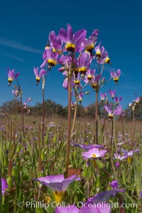 Shooting stars, a springtime flower, blooming on the Santa Rosa Plateau, Dodecatheon clevelandii, Santa Rosa Plateau Ecological Reserve, Murrieta, California