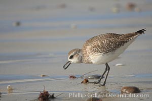 Unidentified shorebird, Cardiff State Beach, Cardiff by the Sea, California