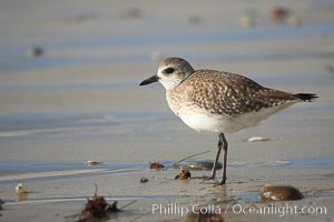 Unidentified shorebird, Cardiff State Beach, Cardiff by the Sea, California