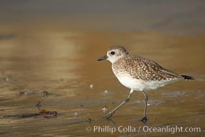 Unidentified shorebird, Cardiff State Beach, Cardiff by the Sea, California