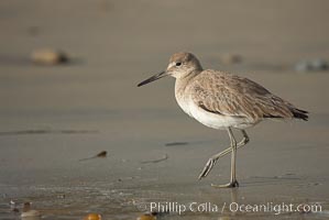 Unidentified shorebird, Cardiff State Beach, Cardiff by the Sea, California