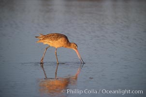 Shorebird on the beach, reflection, Del Mar, California