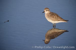 Shorebird on the beach, reflection, Del Mar, California