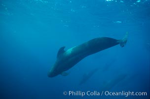 Short fin pilot whale, Sea of Cortez, Globicephala macrorhynchus