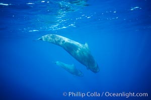 Short-finned pilot whale, adult and calf, Globicephala macrorhynchus, Sao Miguel Island