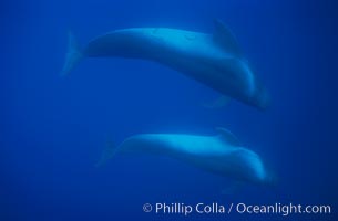 Short-finned pilot whales, Globicephala macrorhynchus, Sao Miguel Island