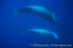 Short-finned pilot whales, Globicephala macrorhynchus, Sao Miguel Island