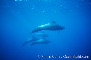 Short-finned pilot whales. Sao Miguel Island, Azores, Portugal, Globicephala macrorhynchus, natural history stock photograph, photo id 02085