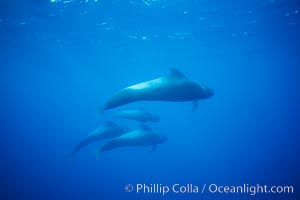 Short-finned pilot whales, Globicephala macrorhynchus, Sao Miguel Island