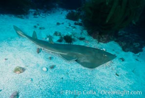 Shovelnose guitar fish (ray), San Benito Islands, Rhinobatos productus, San Benito Islands (Islas San Benito)