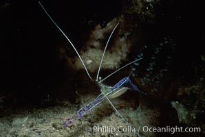 Unidentified shrimp, Roatan