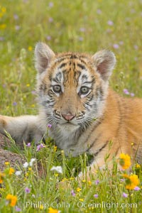 Siberian tiger cub, male, 10 weeks old, Panthera tigris altaica