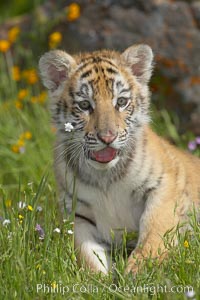 Siberian tiger cub, male, 10 weeks old., Panthera tigris altaica, natural history stock photograph, photo id 15993