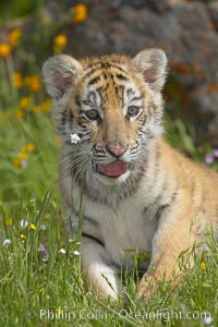 Siberian tiger cub, male, 10 weeks old, Panthera tigris altaica