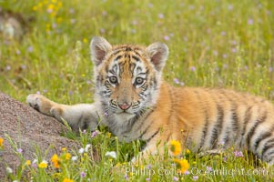 Siberian tiger cub, male, 10 weeks old, Panthera tigris altaica