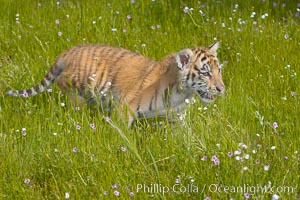 Siberian tiger cub, male, 10 weeks old., Panthera tigris altaica, natural history stock photograph, photo id 16005