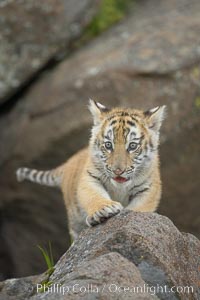 Siberian tiger cub, male, 10 weeks old, Panthera tigris altaica