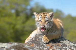 Siberian tiger cub, male, 10 weeks old., Panthera tigris altaica, natural history stock photograph, photo id 16011