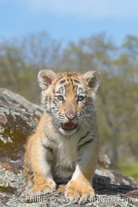 Siberian tiger cub, male, 10 weeks old., Panthera tigris altaica, natural history stock photograph, photo id 16014
