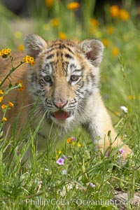 Siberian tiger cub, male, 10 weeks old, Panthera tigris altaica