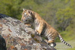 Siberian tiger cub, male, 10 weeks old., Panthera tigris altaica, natural history stock photograph, photo id 16020