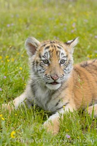 Siberian tiger cub, male, 10 weeks old, Panthera tigris altaica