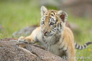 Siberian tiger cub, male, 10 weeks old, Panthera tigris altaica