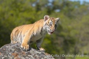 Siberian tiger cub, male, 10 weeks old., Panthera tigris altaica, natural history stock photograph, photo id 15994