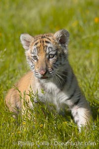 Siberian tiger cub, male, 10 weeks old., Panthera tigris altaica, natural history stock photograph, photo id 15997