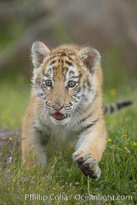 Siberian tiger cub, male, 10 weeks old., Panthera tigris altaica, natural history stock photograph, photo id 16000