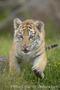 Siberian tiger cub, male, 10 weeks old, Panthera tigris altaica