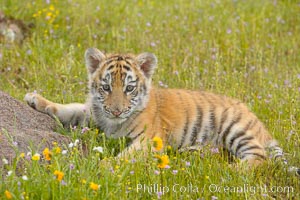 Siberian tiger cub, male, 10 weeks old., Panthera tigris altaica, natural history stock photograph, photo id 16006