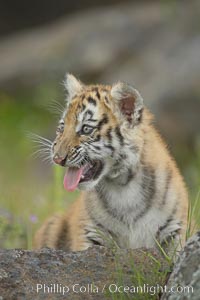 Siberian tiger cub, male, 10 weeks old, Panthera tigris altaica