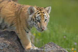 Siberian tiger cub, male, 10 weeks old, Panthera tigris altaica