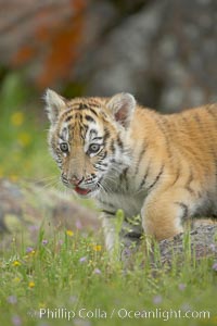 Siberian tiger cub, male, 10 weeks old, Panthera tigris altaica