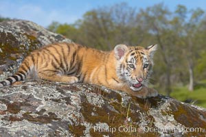 Siberian tiger cub, male, 10 weeks old., Panthera tigris altaica, natural history stock photograph, photo id 16021