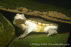 Siebenrocks snakeneck turtle, Chelodina siebenrocki