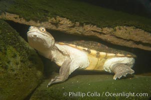 Siebenrocks snakeneck turtle, Chelodina siebenrocki