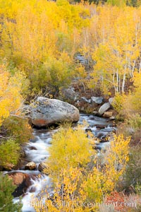 Bishop Creek and aspen trees in autumn, in the eastern Sierra Nevada mountains, Populus tremuloides, Bishop Creek Canyon Sierra Nevada Mountains