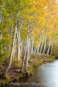 Bishop Creek and aspen trees in autumn, in the eastern Sierra Nevada mountains, Populus tremuloides, Bishop Creek Canyon Sierra Nevada Mountains