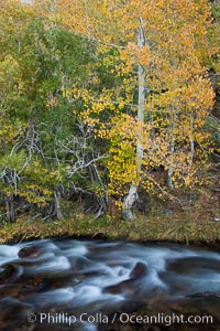 Bishop Creek and aspen trees in autumn, in the eastern Sierra Nevada mountains, Populus tremuloides, Bishop Creek Canyon Sierra Nevada Mountains