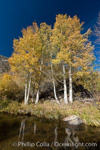 Bishop Creek and aspen trees in autumn, in the eastern Sierra Nevada mountains, Populus tremuloides, Bishop Creek Canyon Sierra Nevada Mountains