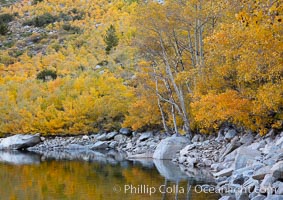 Aspen trees display Eastern Sierra fall colors, Lake Sabrina, Bishop Creek Canyon, Populus tremuloides, Bishop Creek Canyon, Sierra Nevada Mountains