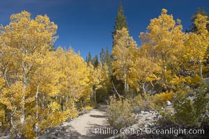 Aspen trees display Eastern Sierra fall colors, Lake Sabrina, Bishop Creek Canyon, Populus tremuloides, Bishop Creek Canyon, Sierra Nevada Mountains