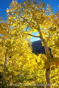 Aspen trees display Eastern Sierra fall colors, Lake Sabrina, Bishop Creek Canyon, Populus tremuloides, Bishop Creek Canyon, Sierra Nevada Mountains