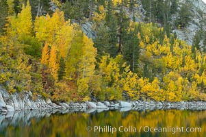Aspen trees display Eastern Sierra fall colors, Lake Sabrina, Bishop Creek Canyon, Populus tremuloides, Bishop Creek Canyon, Sierra Nevada Mountains